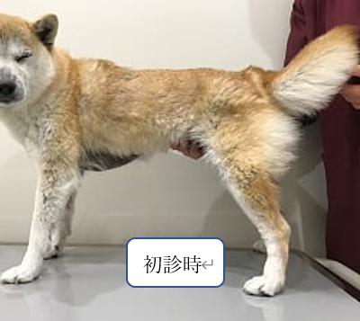 皮膚科症例 犬アトピー性皮膚炎 京都動物医療センター