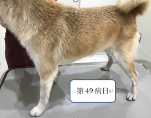 皮膚科症例 犬アトピー性皮膚炎 京都動物医療センター